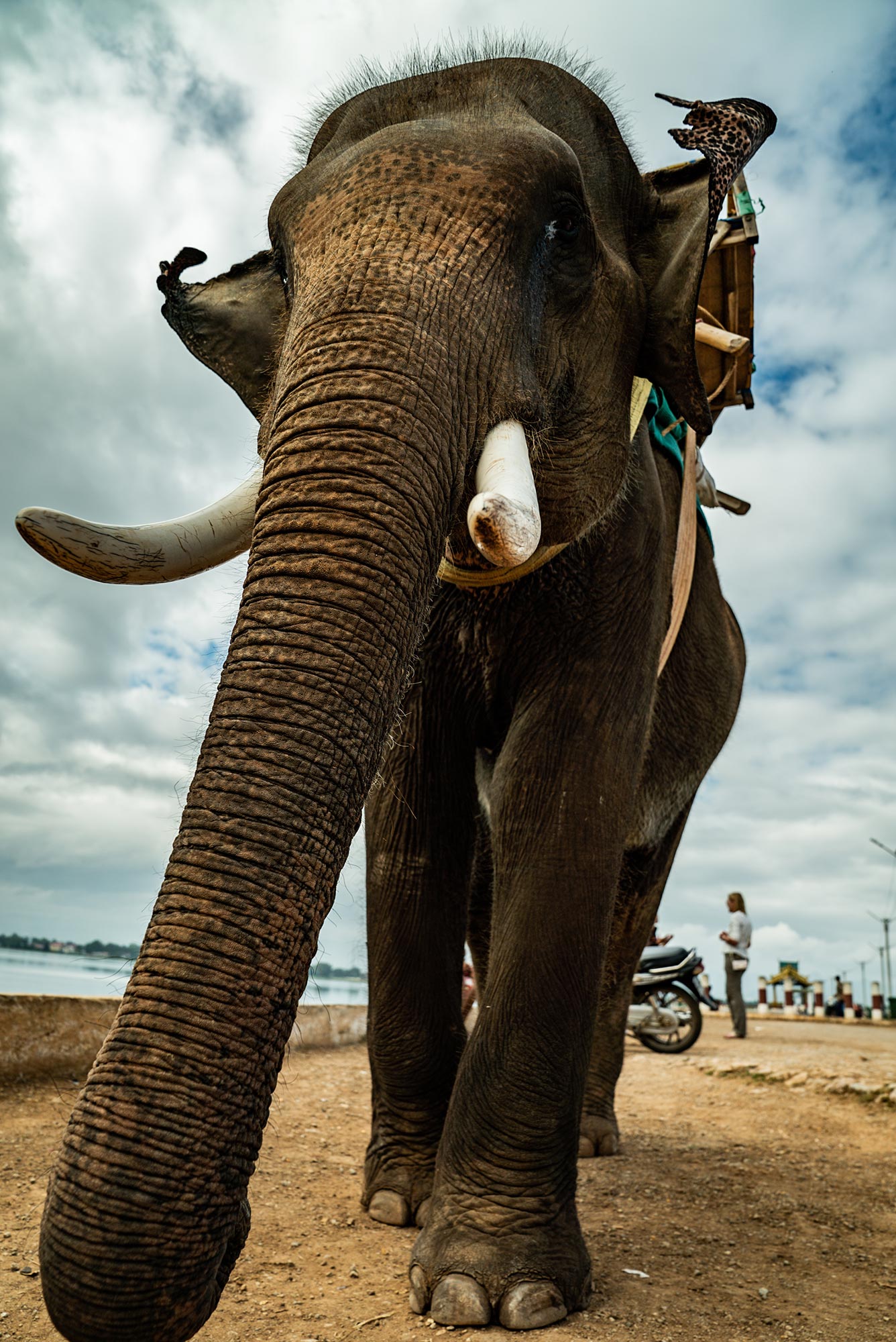 Kayan #2 elephant